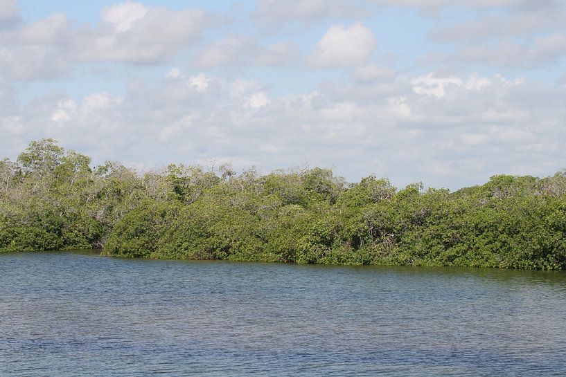 mangrove 2 van Barry van Strien