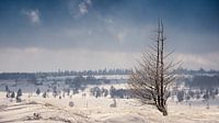High Fens winter