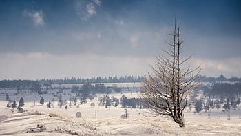 Hiver des Hautes Fagnes