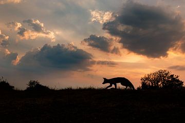 red fox by Pim Leijen