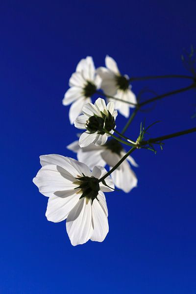 Cosmea von Thomas Jäger