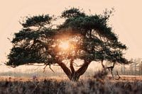 sunset tree