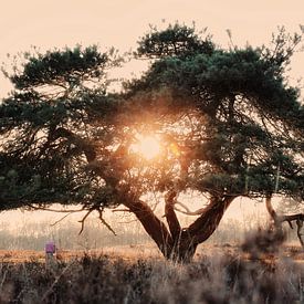 sunset tree van Jacco Richters