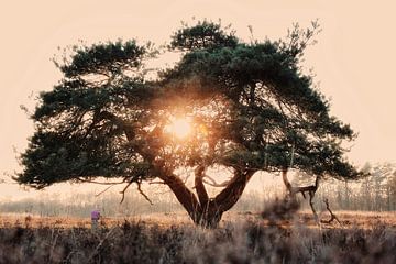 arbre du coucher du soleil sur Jacco Richters