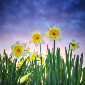 Narcissen. van Justin Sinner Pictures ( Fotograaf op Texel)