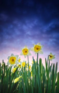 Daffodils. by Justin Sinner Pictures ( Fotograaf op Texel)