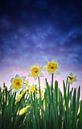Narcissen. van Justin Sinner Photography ( Fotograaf op Texel) thumbnail