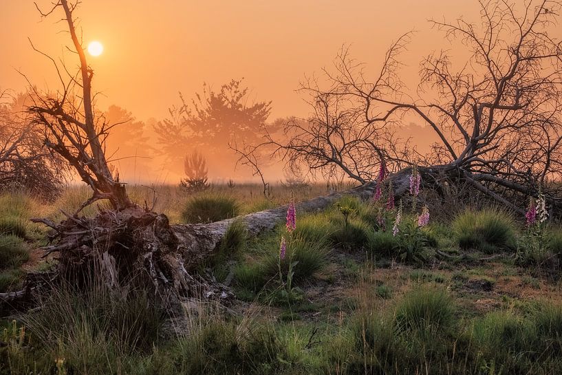 Morning mist on Kampina by Esmeralda holman