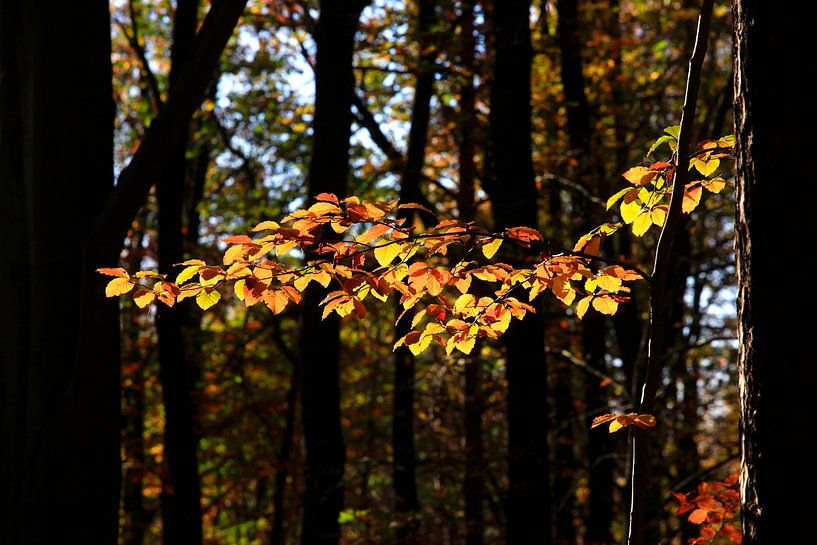 Hêtre par Thomas Jäger