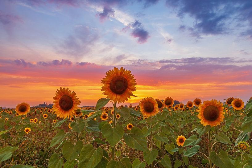 Sommer in Zeeuws-Vlaanderen von Linda van der Veeken