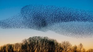 Schwarm von Staren (Sturnus vulgaris)