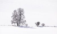 Silhouette and shadow of trees in snow by Adelheid Smitt thumbnail