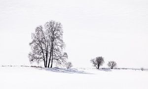 Silhouette und Schatten von Bäumen im Schnee