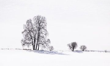 Silhouette and shadow of trees in snow