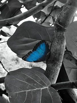Blauw in de Schaduw van de stilte van Joanne Verbeek-Louhenapessy