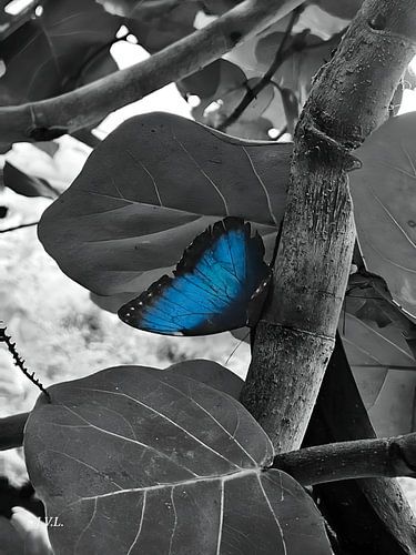 Bleu dans l'ombre du silence