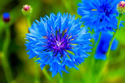 Blue cornflower in green