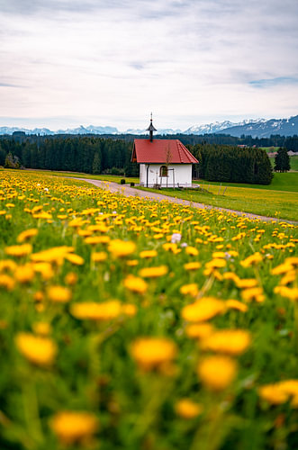 Spring view of the Zugspitze & Ostallgäu with dandelion