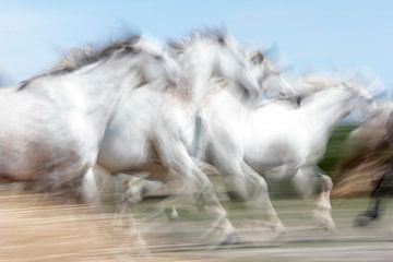 Witte paarden uit Camargue in Frankrijk