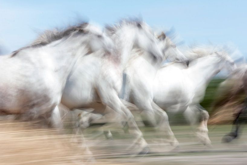 Witte paarden uit Camargue in Frankrijk van Ronald Wilfred Jansen
