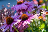 Echinacea ~ sun hat