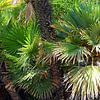 Green palm trees by Liesbeth Govers voor Santmedia.nl