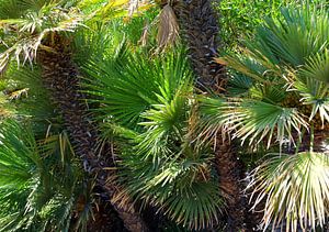 Green palm trees