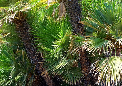 Groene palmbomen