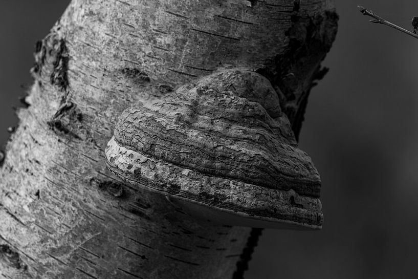 Swamp in black and white by SchumacherFotografie