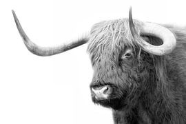 Schottischer Hochlandbewohner von Karel Ton