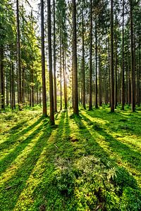 Sonnenaufgang im Forst