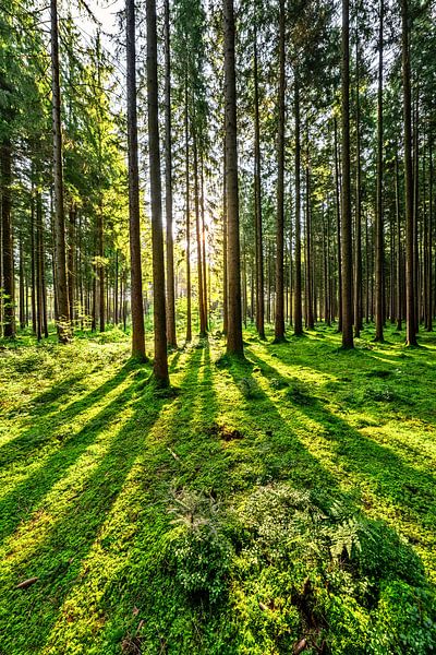 Sunrise in the forest by Achim Thomae Photography