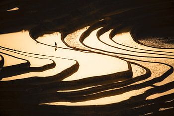 Riziculteur dans les rizières en terrasse au coucher du soleil