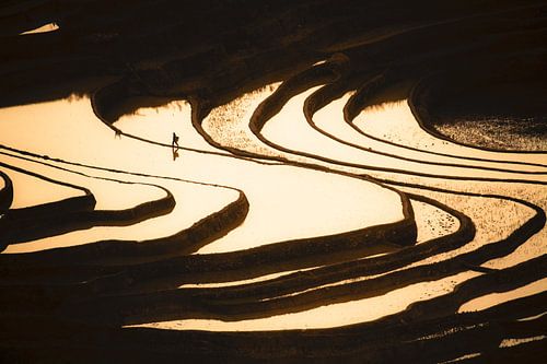 Rice farmer in rice terraces at sunset