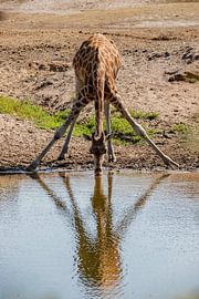 gymnastics for a sip of water