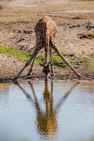 gymnastics for a sip of water by Mike Bot PhotographS