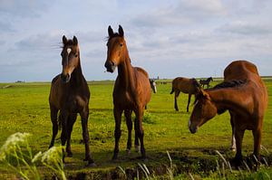 Paarden