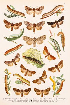 Vintage plate showing moths and their caterpillars. by Studio Wunderkammer