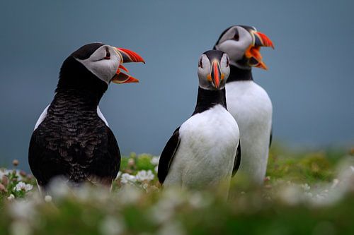 groep papegaaiduikers op Skomer Island voor de kust van Wales
