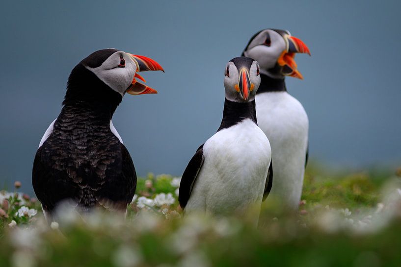 groep papegaaiduikers op Skomer Island voor de kust van Wales van gaps photography