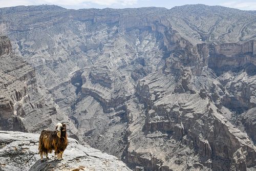 Goat in Jabal Shams