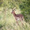Impala en Afrique du Sud sur Kim de Groot