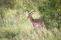 Impala in Südafrika
