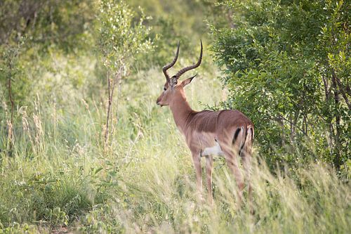 Impala in Zuid-Afrika