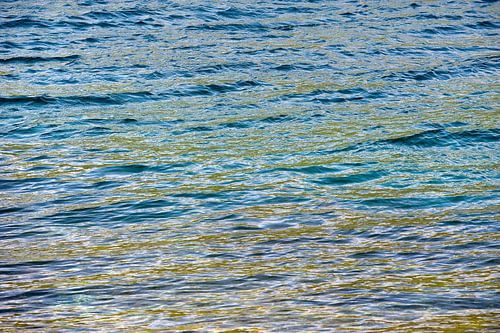 zeewier kleurt de zee