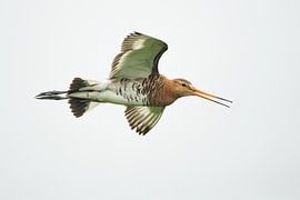 Grutto fliegen in der High Key Version von Jeroen Stel