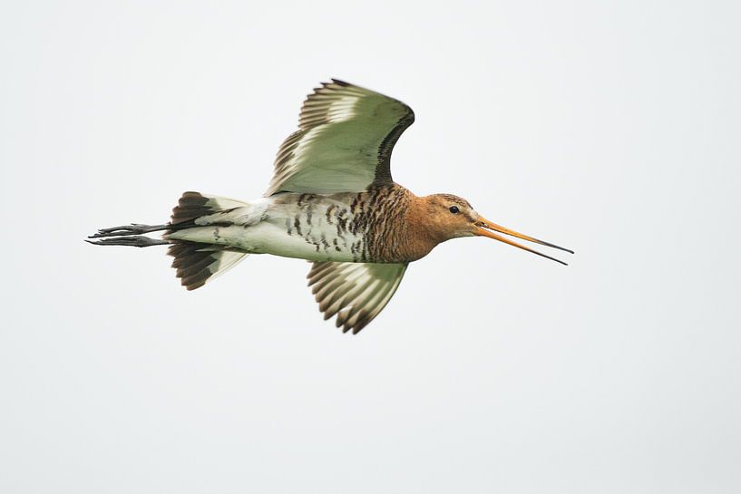 Grutto fliegen in der High Key Version von Jeroen Stel