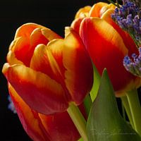 Spring Delight
