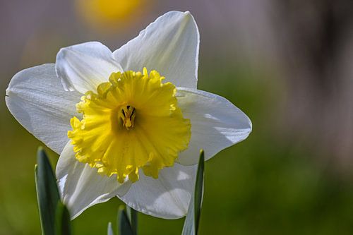 Een boegbeeld in maart