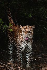 Leopard Sri Lanka by Sven Goedhart